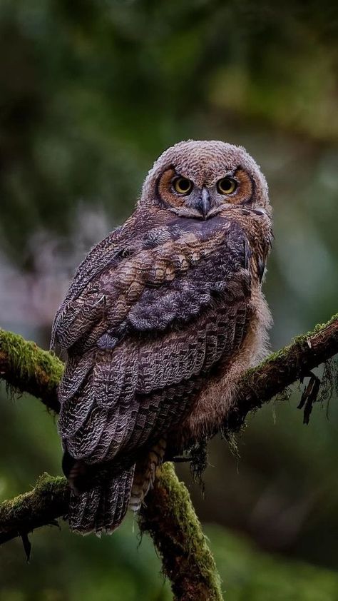 Owls Lovers Nighttime Forest, Baby Barn Owl, Baby Barn, Forest Mural, Colorful Owls, Owl Pictures, Great Horned Owl, Owl Lovers, Baby Owls