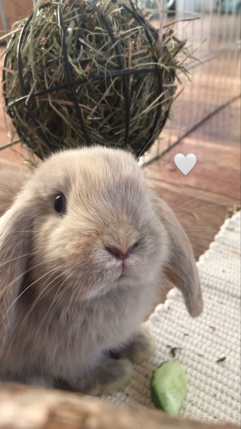 Lop Bunnies, Holland Lop Bunnies, Lop Eared Bunny, Bunny Room, Pet Bunny Rabbits, Bunny Care, Cute Bunny Pictures, Holland Lop, Bunny House