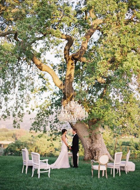 Ceremony Backdrop Tree, Oak Tree Wedding Ceremony, Tree Wedding Ceremony, Wedding Ceremony Chairs, Willow Tree Wedding, Oak Tree Wedding, Wedding Ceremony Seating, Small Weddings Ceremony, Green Wedding Inspiration