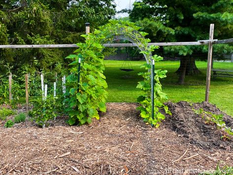 I never thought I'd be able to grow melons and winter squash vertically until I tried this method! This squash is easy and beautiful! Growing Squash Vertically, Grow Squash Vertically, Growing Zucchini Vertically, Squash Growing, Grow Squash, Squash Trellis, Growing Melons, Crookneck Squash, Growing Squash