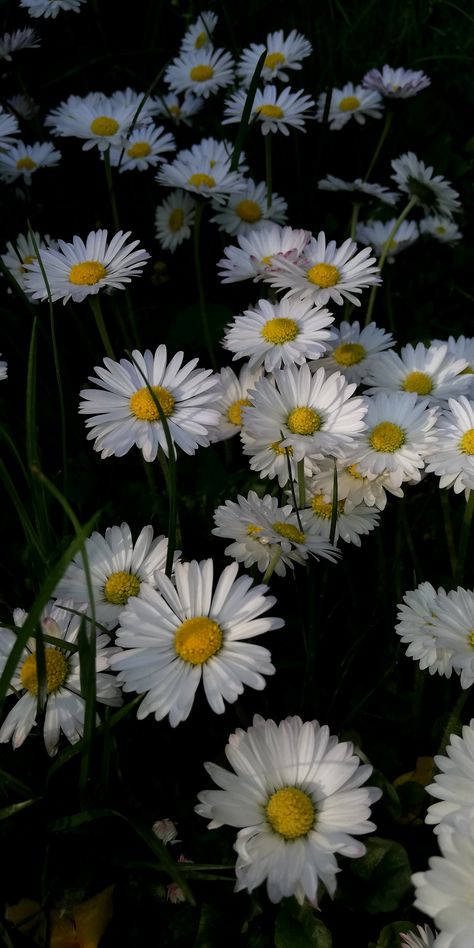 White Flower Dark Aesthetic, Henrycore Aesthetic, White And Yellow Flowers Aesthetic, Daisy Wallpaper Aesthetic Black, Daisy Flower Wallpaper Black, Daisy Flower Aesthetic Wallpaper, White Daisy Wallpaper, Dark Flowers Wallpaper, Daisy Flower Wallpaper