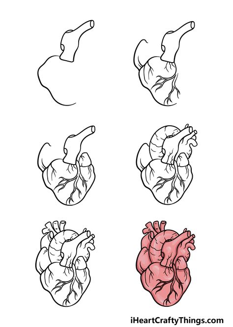 Heart Autonomy, How To Draw A Real Heart, Human Heart Painting On Canvas, How To Draw A Heart Organ, Human Heart Drawing Easy, Heart Simple Drawing, Hart Draw, Human Heart Sketch, Heart Drawing Aesthetic