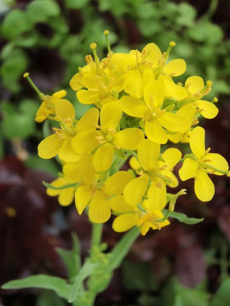 mustard seed flower means faith (biblical) Nature, Mustard Seed Flower, Mustard Seed Plant, Mustard Seed Tattoo, Seed Tattoo, Saving Seeds, Mustard Plant, Mustard Flowers, Salad Greens