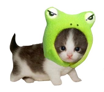 feelin some type of way on Tumblr Cat With Frog Hat, Frog Hat, Lost Cat, Baby Cat, Cat Icon, Baby Kittens, Silly Animals, Losing A Dog, Silly Cats