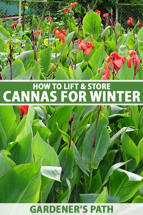 How To Store Canna Bulbs For Winter, Overwinter Canna Lilies, Canna Landscaping Ideas, Canna Lily Garden Ideas, How To Over Winter Cannas, Cannas Plant, Cold Tolerant Plants, Canna Lily Landscaping, Canna Lily Care