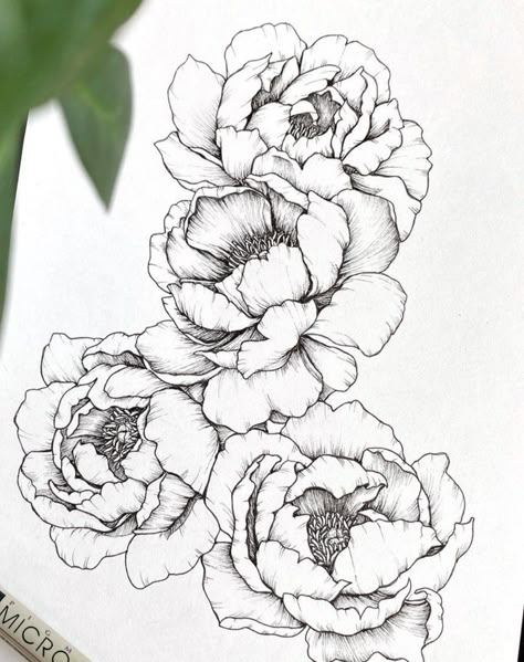 Pioni Flowers Drawing, Peony Flower Sketch, Peony Ink Drawing, Pioni Flowers Tattoo, Peony Flower Tattoos Drawings, Pioni Flowers, Peony Tattoo Sketch, Peonies Sketch, Peony Drawings