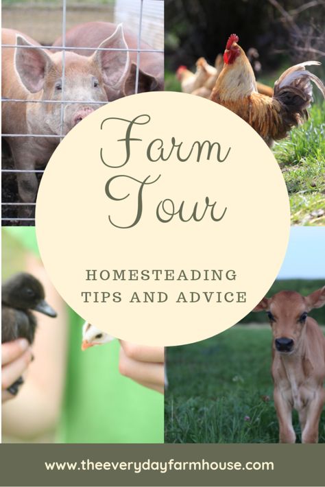 Farm Tourism Ideas, Agrotourism Ideas Farms, Agritourism Farms, Farm Tourism, Backyard Homestead, Dream Farmhouse, Homestead Ideas, Farm Visit, Livestock Farming