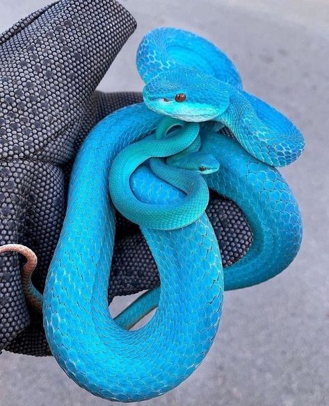 Wild Life - Please, beware the impossibly beautiful blue viper!! This really is a "look but don’t touch situation", because as stunning as that blue viper is, it’s not the kind of creature you want to mess with. Trimeresurus insularis, the White-lipped Island Pitviper, is a nocturnal, arboreal species that occurs on nearly every major island of the Lesser Sunda archipelago, Southeast Asia ~.~ Viper Snake, Baby Snakes, Cool Snakes, Pretty Snakes, Colorful Snakes, Blue Pits, Pit Viper, Blue Snake, Cute Reptiles