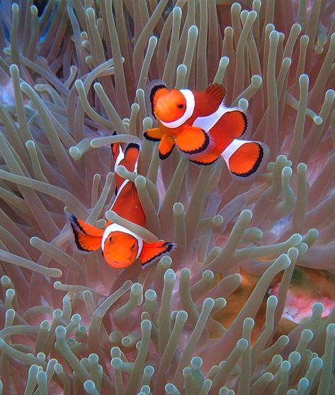 Ocellaris Clownfish Ocellaris Clownfish, Saltwater Aquarium Fish, Beautiful Sea Creatures, Marine Fish, On The Ocean, Underwater Creatures, Pet Fish, Airbrush Art, Pretty Animals