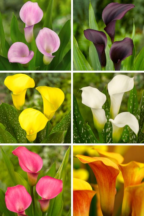 Lily Garden Ideas, Calla Lily Garden, Calla Lily Colors, Calla Lily Bulbs, Summer Planting, Lily Plant Care, Growing Lilies, Arum Lily, Calla Lily Flowers