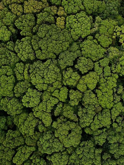 A view of crown shyness Canopy Of Trees, Mood Board Nature, Trees From Above, Forest From Above, Crown Shyness, Tree Top View, Sustainability Report, Tree Texture, Amazon Forest