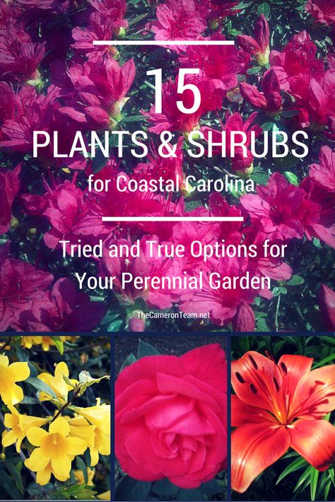 When I moved to North Carolina from Michigan, I had big plans for my garden. The climate in the Mitten State was 8 months of freezing cold and snow, followed by a hot, humid summer. Gardening there wasn’t impossible: I actually had pretty good luck. I had an acre garden with vegetables, flowers, and a pond, but I envisioned so ... Read More Garden With Vegetables, North Carolina Gardening, Coastal Landscaping Ideas, Trees Backyard, Growing Ginger Indoors, Seaside Homes, Fruit Trees Backyard, Acre Garden, Coastal South Carolina