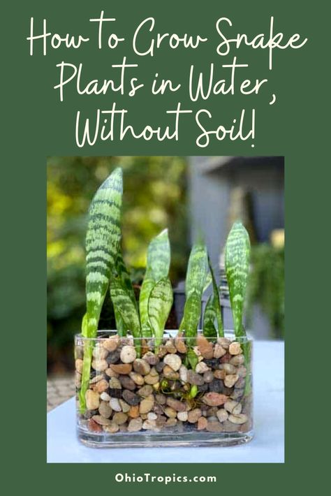 Snake Plants In Water, Snake Plant Propagation, Snake Plant Indoor, Como Plantar Pitaya, Water Plants Indoor, Plants Grown In Water, Snake Plant Care, Plants In Jars, Tattoo Plant