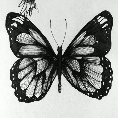 Pen Butterfly Drawing, Drawing Ideas Butterfly, Pen Drawing Ideas, Asymmetrical Butterfly, Panda Bear Art, Pen Sketches, Butterfly Sketch, Sketch Pen, Photo Noir