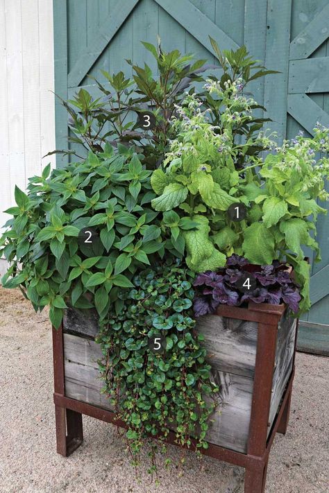 Entrance Plants, Garden Side Yard, Edible Front Yard, Garden Outdoor Kitchen, Vege Garden Ideas, Growing Herbs In Pots, Herbs In Pots, Parsley Sage Rosemary And Thyme, Herb Garden Pots