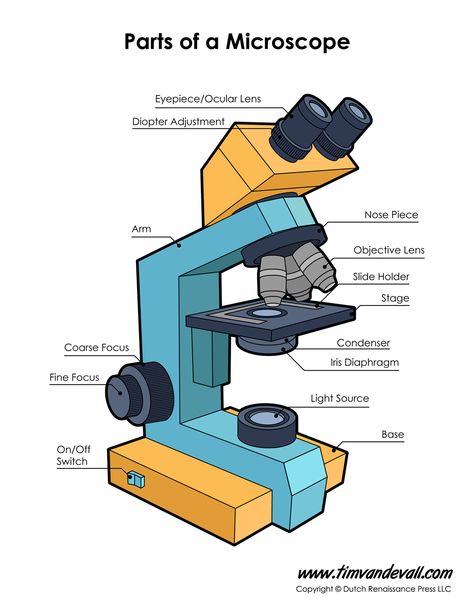 Microscope Diagram, Microscope Worksheet, Parts Of A Microscope, College Essay Tips, Light Microscope, Veterinary Nursing, Biology Test, Science Diagrams, Microscope Parts