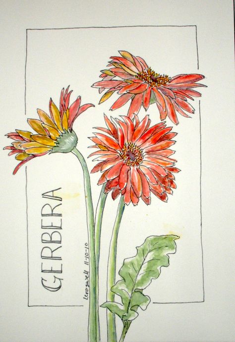 Gerber Daisy Watercolor, Gerbera Daisy Watercolor, 3 Gerberas Drawing Closer, Gerberas Drawing, Gerber Daisy Drawing, Gerbera Daisy Drawing, Gerbera Watercolor, Gerbera Flower Drawing, Gerber Daisy Painting