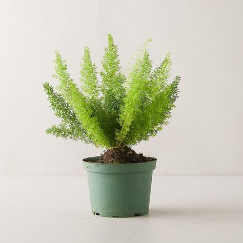 Ever heard of the Foxtail Fern or Natal Mahogany? If not, these are just a few plants among many that are easy-to-care for and great to bring home. Foxtail Plant, Best Plants For Home, Asparagus Densiflorus, Fern House, Plant Business, Foxtail Fern, Indoor Ferns, Backyard Decorating, Calathea Orbifolia