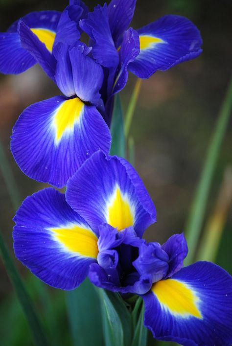 blue iris | For Monthly Scavenger Hunt - May #6 - Rhapsody i… | Flickr Blue Iris Flowers, Garden Mood Board, Importance Of Art, Rhapsody In Blue, Flower Art Drawing, Blue Iris, Cover Inspiration, Lilac Flowers, Iris Flowers