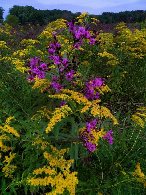 Goldenrod and ironweed of the Cumberlands in Tennessee Early Goldenrod, Zelda Wedding, Front Landscape, Tattoo Coverup, Wall Pics, Pollinator Plants, Garden Inspo, Native Flowers, Wildflower Meadow