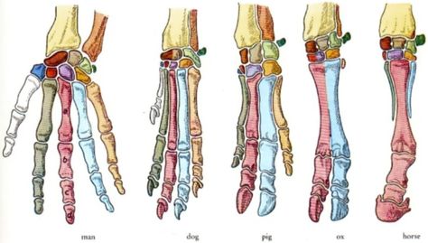 Animal Muscle Anatomy, Easy Anatomy, Comparative Anatomy, Anatomy Images, Funny Horse Pictures, Veterinary Assistant, Vet Medicine, Dog Anatomy, Biology Facts