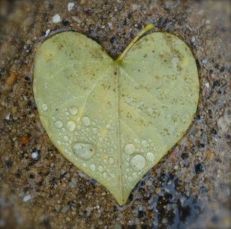 Heart leaf Mushroom Oasis, Wild Geese, Heart Shaped Rocks, Heart In Nature, Heart Leaf, I Love Heart, Collage Artwork, Arizona Tea, Beautiful Heart