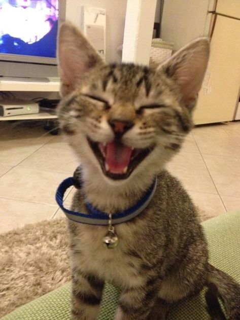 28 Of The Happiest Animals Of All Time Kittens, A Cat, Being Ugly, Cute Cat, Thinking Of You, Kitty