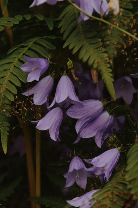 with love, always. Dark Purple Flowers, Fairy Aesthetic, Forest Spirit, Witch Aesthetic, Purple Aesthetic, Cool Plants, Green Aesthetic, Flower Wallpaper, Dark Aesthetic