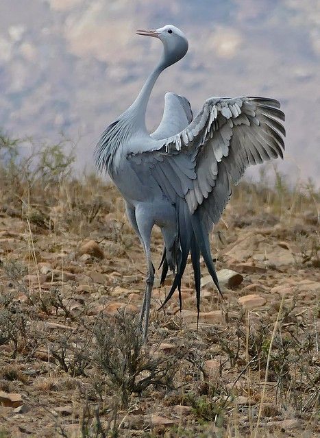 South Africa Animals, South African Animals, South African Birds, Blue Crane, Mountain Zebra, Africa Animals, Animals Amazing, Cute Dog Pictures, Animal Bones