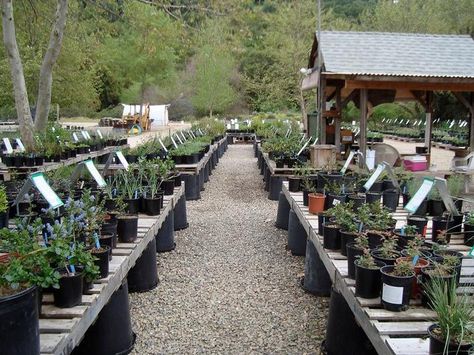 Large pots and pallets used to make simple low tables Nursery Set Up Ideas, Nursery Set Up, Natural Plant Food, Set Up Ideas, Garden Center Displays, Tattoo Plant, Outdoor Greenhouse, California Native Plants, Small Nurseries