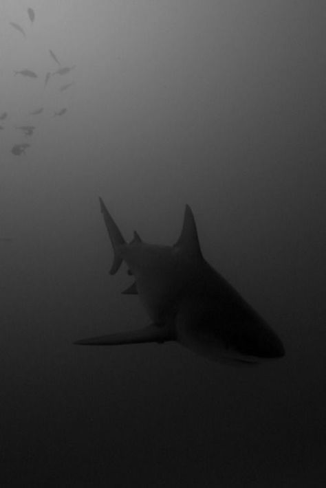 - ̗̀ 𝘱𝘪𝘯𝘯𝘦𝘥 𝘧𝘳𝘰𝘮 𝘢𝘷𝘰𝘤𝘢𝘵𝘩𝘰𝘵 ̖́- Scary Ocean, Shark Photos, Shark Pictures, Bull Shark, Shark Art, Deep Blue Sea, White Sharks, Shark Week, Great White Shark