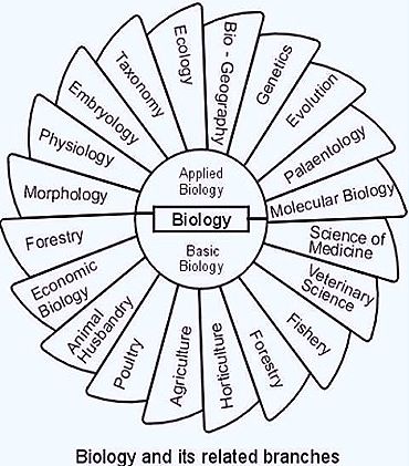 Biology Branches, Branches Of Biology, Veterinary Science, Free Online Classes, Science Articles, Molecular Biology, Marine Biology, Flow Chart, Biochemistry