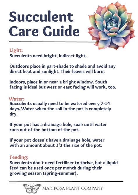 Caring for succulents can be daunting. This simple graphic guide can help!! Succulents Care Guide, Succulents Care Tips, Succulent Care For Beginners, Caring For Succulents Indoor, How To Care For Succulents, Cottage Witchcraft, Succulent Care Indoor, Caring For Succulents, Homemade Plant Food