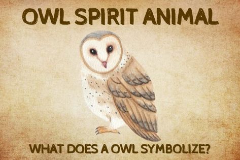 Owl Spirit Animal: What Does a Owl Symbolize? Owl Spirit Guide, Spirit Animal Test, Spirit Animal Quiz, Owl Symbolism, Elsa Tutu, Animal Quiz, Animal Spirit Guide, Strong Symbol, Spirit Guide