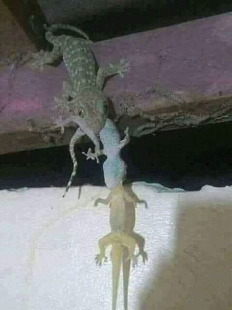 A gecko eating a gecko eating a gecko. Big Lizard, Creepy Faces, Good Morning Video Songs, Strange Photos, Jokes Pics, Me Too Meme, Weird Animals, Gecko, Animal Memes