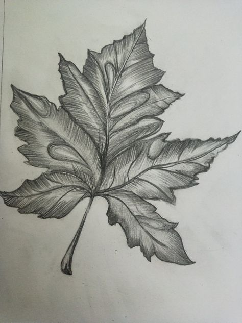 Leaves Shading Pencil, Leaf Shading Pencil, Natural Drawing Pencil, Leaf Sketch Pencil, Natural Motif Drawing, Foliage Drawing, Landscape Sketching, Leaves Sketch, Shading Drawing