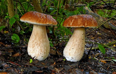 King Bolete (Boletus edulis) Puffball Mushroom, Edible Wild Mushrooms, Lobster Mushroom, Mushroom Farm, Porcini Mushroom, Mushroom Identification, Chicken Of The Woods, Best Edibles, Edible Mushrooms