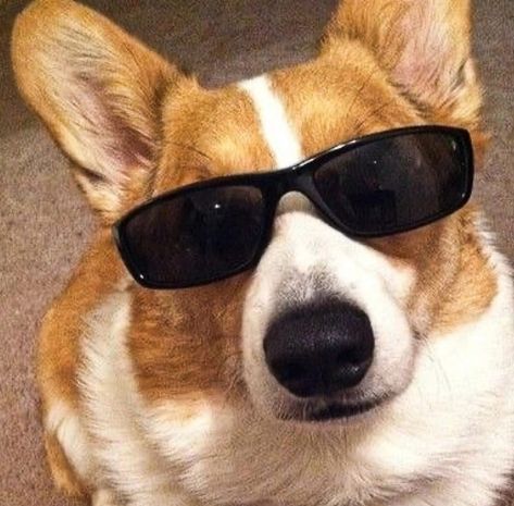 Corgi With Glasses, Dog Wearing Sunglasses, Birthday Corgi, Corgi Cute, Golden Aesthetic, Dinosaurs Birthday, Dog Sunglasses, Corgi Pictures, Aesthetic Yellow