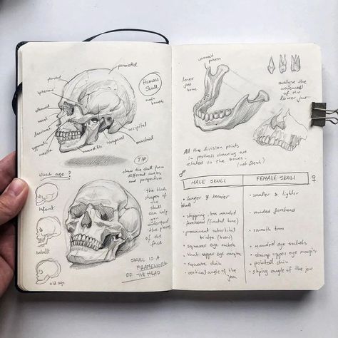 Drawing Sketch Tutorial, Medical Drawings, Human Anatomy Drawing, Human Anatomy Art, Anatomy Sketches, Drawing Studies, Dark Art Illustrations, Anatomy Drawing, Anatomy Art