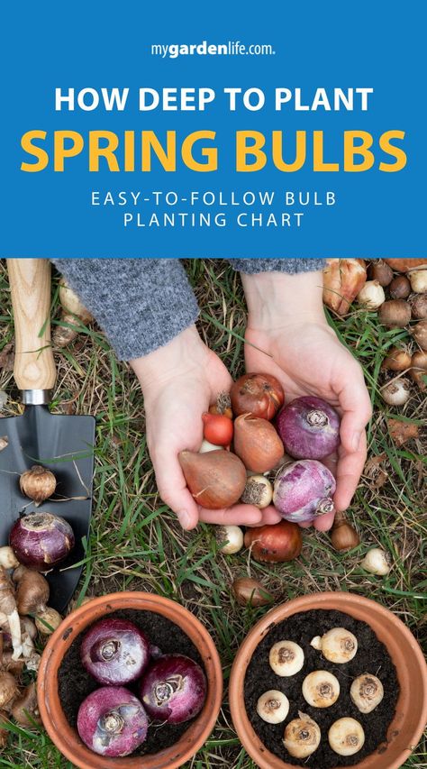 Discover the secrets to a vibrant spring garden by planting your bulbs at the correct depth. This guide provides expert advice on how to grow tulips and other spring flowers with ease. Get the details on what to plant in fall and how deep to plant your bulbs for the best results. Explore more bulb care tips and gardening inspiration at MyGardenLife.com. Spring Bulb Planting, Planting In Fall, When To Plant Bulbs, How To Grow Tulips, Fall Bulb Planting, Grow Tulips, Planting Tulip Bulbs, Planting Bulbs In Spring, Planting Chart