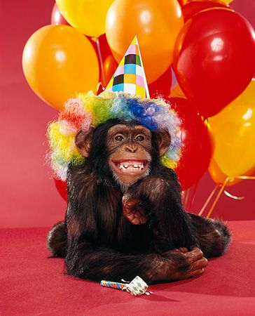 it's not even my birthday Creative Activities For Adults, Birthday Images Funny, Ashtar Command, Happy Birthday Animals, Monkey Party, Clay Classes, Birthday Image, Monkey Birthday, Monkey Pictures