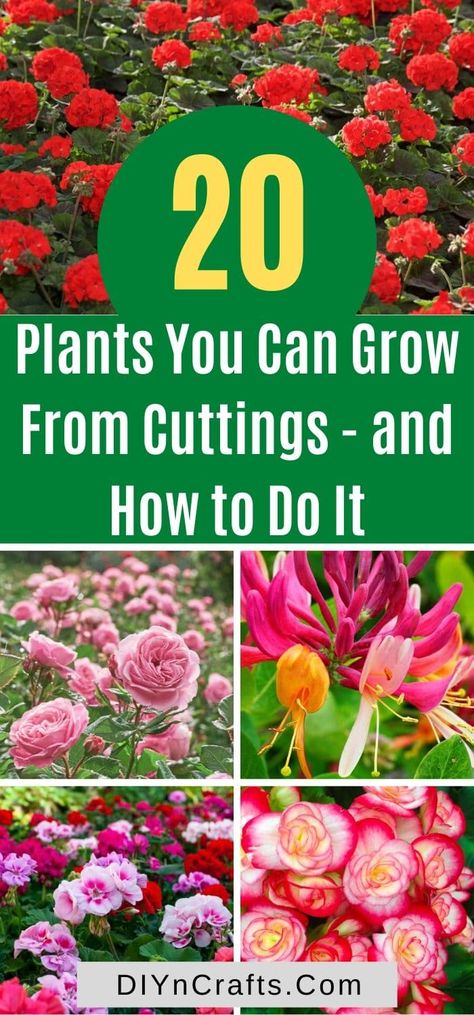 Save money and grow these brilliant plants and flowers from cuttings easily. With instructions and expert tips! Check them out now. Grow From Cuttings, Plant Stand Indoor, New Roots, Patio Decorating Ideas, Free Plants, Easy Plants, Replant, Plant Cuttings, Plants And Flowers