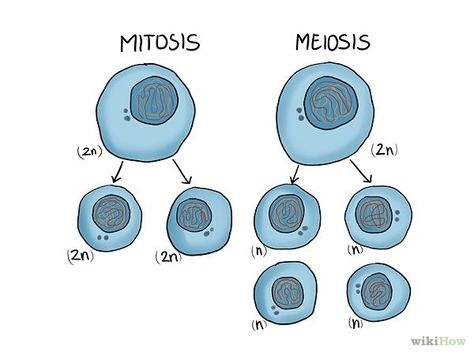 Reproduction In Animals, Mitosis And Meiosis, Cellular Biology, Biology Humor, Middle School Science Experiments, Ap Biology, Science Notebooks, Interactive Science Notebook, Cell Division