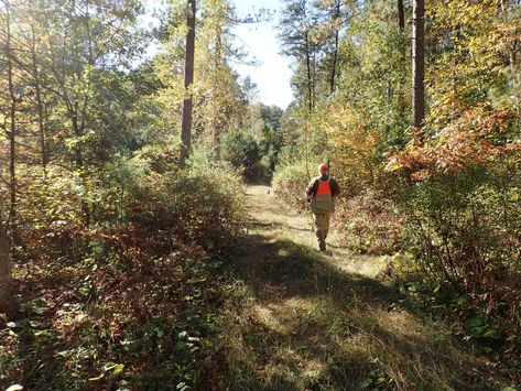 The Ultimate Grouse Hunting Guide - HuntTested Grouse Hunting, Hunting Guide, English Setters, Upland Hunting, Game Hunting, Forest Habitat, Pheasant Hunting, Chesapeake Bay Retriever, Dog Whistle