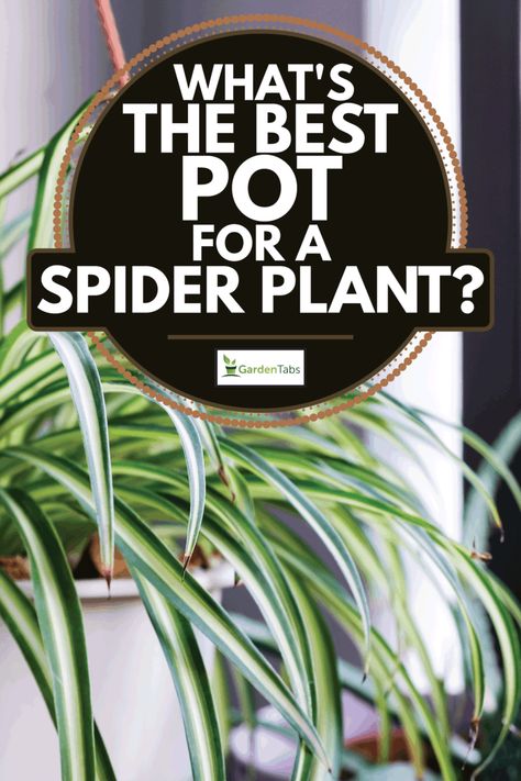 Spider Plant Arrangements, Spider Plants Outside, Best Soil For Spider Plants, How To Grow Spider Plants, Spider Plant Container Ideas, Spider Plant Pot Ideas, Spider Plant Planter Ideas, Indoor Spider Plant, Spider Plant Potting Ideas