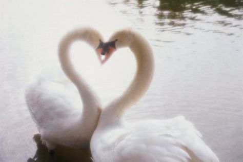 Romantic Animals, Terrence Loves You, You Are My Moon, Fire And Blood, Swan Song, White Swan, Perfect Love, Swan Lake, Swans