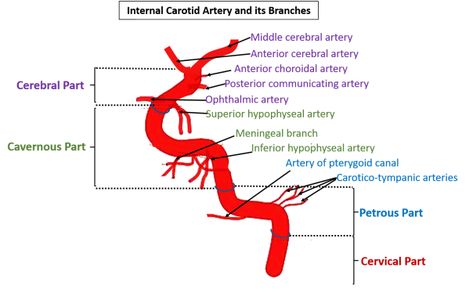 Carotid Artery Anatomy, Glossopharyngeal Nerve, Arteries Anatomy, Circle Of Willis, Sternocleidomastoid Muscle, Internal Carotid Artery, Parotid Gland, Brain Surgeon, Carotid Artery