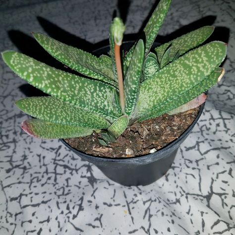 Gasteria pillansii var. pillansii (Mini), Gasteria 'pillansii' mini in GardenTags plant encyclopedia Gasteria Succulents, Plants In The House, Succulent Fertilizer, Agave Cactus, Bacterial Diseases, Small Succulent Plants, Plant Encyclopedia, Succulent Soil, Small Succulents