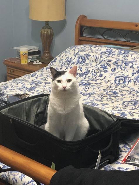 Every time I get home from a trip this pretty boy insists that I give him petz before I can have my suitcase back. Cat Suitcase, Inktober 2024, Suitcases, Pet Adoption, Animal Rescue, Cute Pictures, Cute Cats, Things That, Adoption