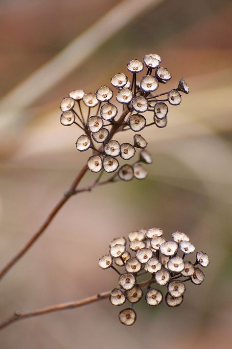 ººº                                                                                                                                                                              Seed Pods are Stunnning not sure what  they are? Seed Heads, Wildflower Garden, Wildflower Seeds, Seed Pods, Natural Forms, Patterns In Nature, Planting Seeds, Plant Life, Flowers Photography